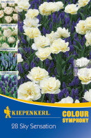 Kiepenkerl Colour Symphony Sky Sensation