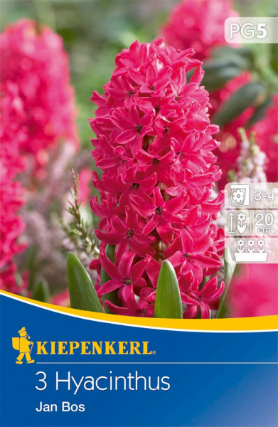 Produktbild von Kiepenkerl Hyacinthus Jan Bos mit einer Darstellung der roten Blüten und Packungsinformationen, inklusive Pflanzanleitung und Symbolen für Standort und Blütezeit.