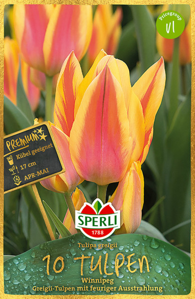 Produktbild von Sperli Premium Greigii-Tulpe Winnipeg Verpackung mit Darstellung der orangegelben Blüten und Informationen zu Pflanzzeit Kuebelgeeignet und Blütezeit auf Deutsch