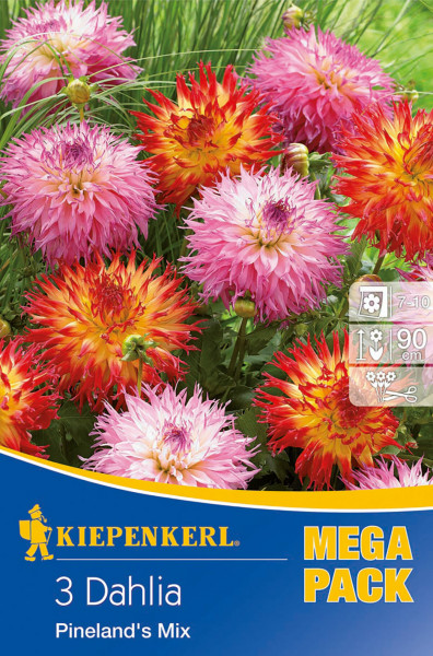 Produktbild von Kiepenkerl Gefranste Dahlie Pinelands Mix Verpackung mit Bildern von blühenden Dahlien in verschiedenen Farben und Informationen zu Anzucht und Wuchshöhe