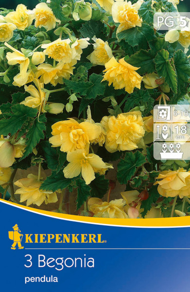 Produktbild von Kiepenkerl Hängende Knollenbegonie Gelb mit blühenden Pflanzen und Verpackungsdesign mit Produktinformationen