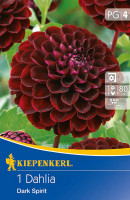 Kiepenkerl Pompon-Dahlie Dark Spirit