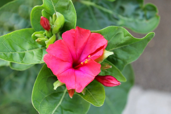 mirabilis-jalapa-402433_1280