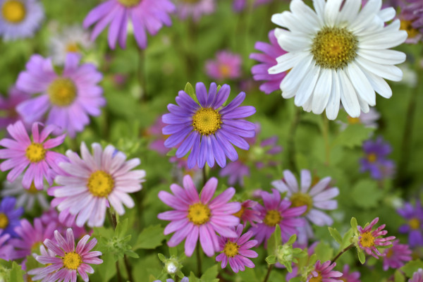 large-a-carpet-of-multicolored-flowers-pale-pink-cosmea-flowers-on-a-flower-bed-lots-of-beautiful-flowers