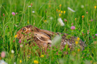 Kiepenkerl Hasenapotheke mit Klee und Kräutern