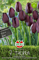 Sperli Einfache Späte Tulpe Königin der Nacht