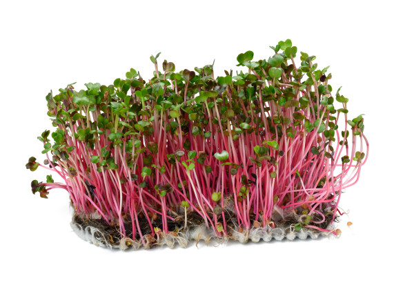 large-fresh-radish-sprouts-healthy-microgreen-for-salad-and-drinks