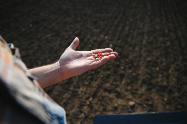 large-farmer-s-hand-holding-corn-seeds-with-blurred-sweet-corn-seeds-background-that-are-ready-to-be-planted-in-the-fields