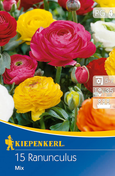 Produktbild von Kiepenkerl Topfranunkel Mischung mit bunten Ranunkelblüten und Angaben zur Pflanzengröße und Blütezeit