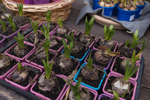 2400-bulbs-and-fresh-sprouts-of-hyacinth-flowers-in-plastic-containers-of-different-colors-in-flower-shop-buying-spring-plants-for-planting-flowers-in-pots-indoor-or-for-flower-bed