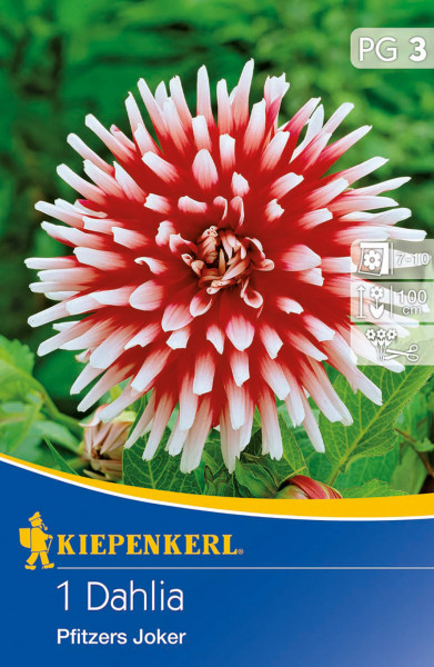 Produktbild der Kiepenkerl Kaktus-Dahlie Pfitzers Joker mit Darstellung der blühenden Pflanze sowie Verpackungsdesign und Pflanzinformationen.