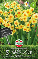 Sperli Poetaz-Narzisse Scarlet Gem