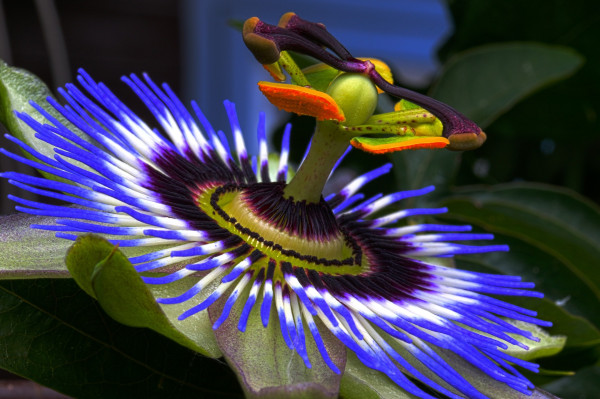 passion-flower-815176_1920