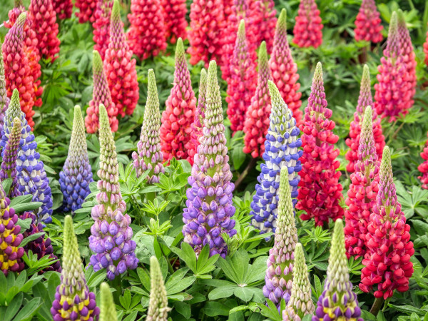 lupins-8027045_1920