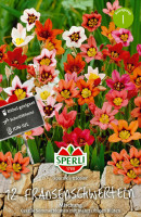Sperli Fransenschwertel Mischung