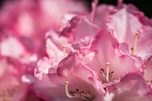 rhododendron-7360524_1920