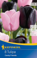Kiepenkerl Einfache späte Tulpe Candy Friends
