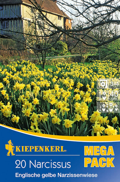 Produktbild von Kiepenkerl Mega-Pack Englische Narzissenwiese gelb mit blühenden Narzissen und Verpackungsdetails.