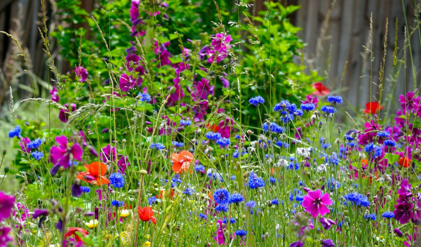 flower-meadow-5271512_1280