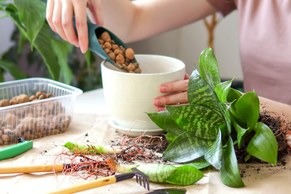 2400-woman-putting-expanded-clay-in-a-pot-for-sansevieria-succulent-rooted-cutting-plants-planting