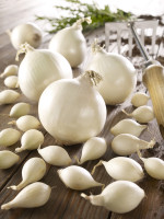 Produktbild von Kiepenkerl Steckzwiebeln Snowball Gr 12/24 250G mit mehreren großen und kleinen weißen Zwiebeln in rustikalem Umfeld auf Holzuntergrund. Produktbild von Kiepenkerl Steckzwiebeln Snowball Gr 12/24 250G mit mehreren großen und kleinen weißen Zwiebeln in rustikalem Umfeld auf Holzuntergrund.