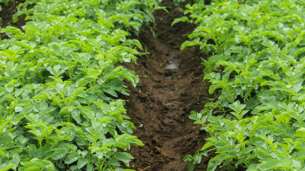 2400-potato-plants-that-grow-abundantly-on-agricultural-land-in-the-highlands-of-north-sumatra-province-1