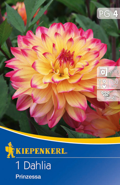 Produktbild der Kiepenkerl Dekorative Dahlie Prinzessa mit Darstellung einer blühenden Dahlie und Verpackungsinformationen wie Blütezeit Pflanzenhöhe und Schnittblumeneignung.