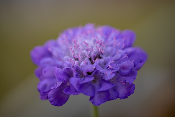 scabious-5337691_1280