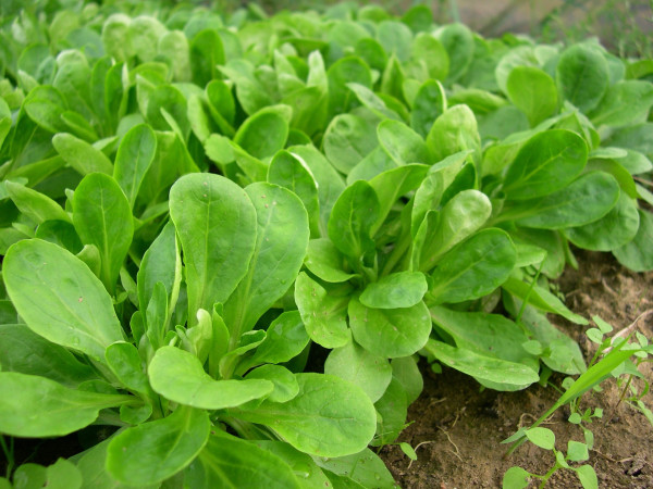 lambs-lettuce-2716586_1920