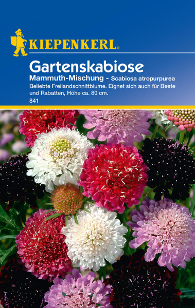 Produktbild von Kiepenkerl Gartenskabiose Mammuth-Mischung mit Darstellung verschiedenfarbiger Blumen und Verpackungsinformationen in deutscher Sprache.