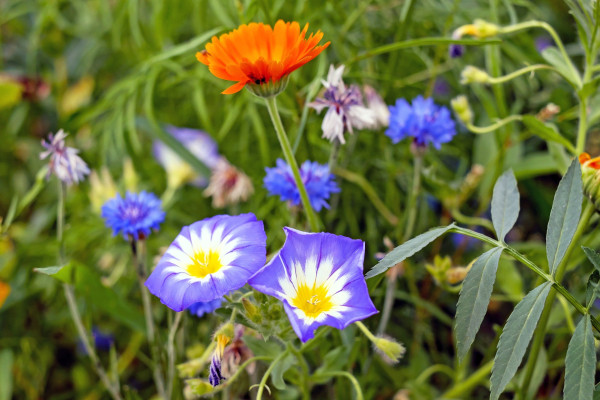 flower-meadow-1555986_1920