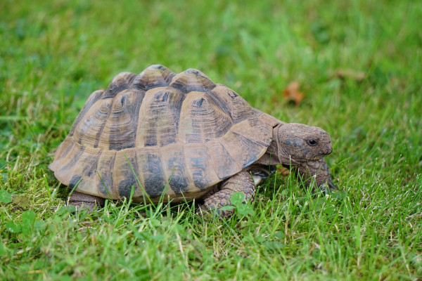 tortoise-5685026_1280