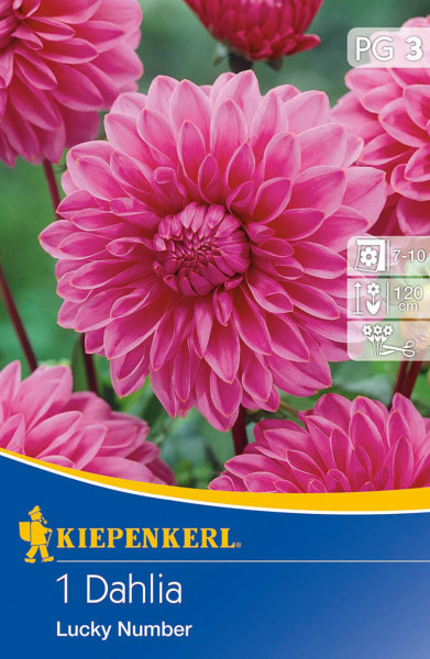 Produktbild von Kiepenkerl Dekorative Dahlie Lucky Number mit Nahaufnahme der pinken Blüten und Verpackungsinformationen zu Blütezeit und Wuchshöhe.
