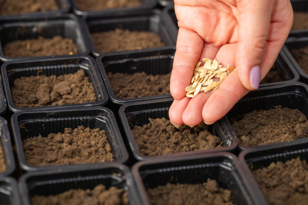 large-farmers-hand-carefully-planting-vegetable-seeds-into-pots-with-fertile-soil