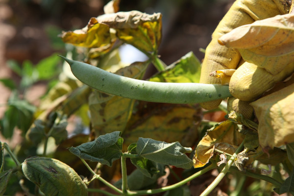 farming-1008866_1280