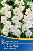 Kiepenkerl Großblumige Gladiole White Prosperity