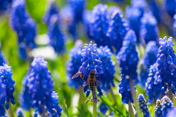 vecteezy_grape-hyacinths-and-honey-bees-in-springtime_44583627