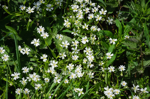 large-in-summer-white-flowers-bloom-among-the-grass