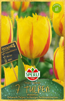 Sperli Premium Gefranste Tulpe Flamenco