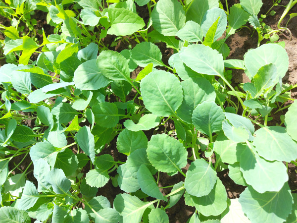 2400-cabbage-seedlings-growing-in-a-greenhouse-vegetable-garden-plant-beds-agricultural-crops-gardening-small-green-leaves-4