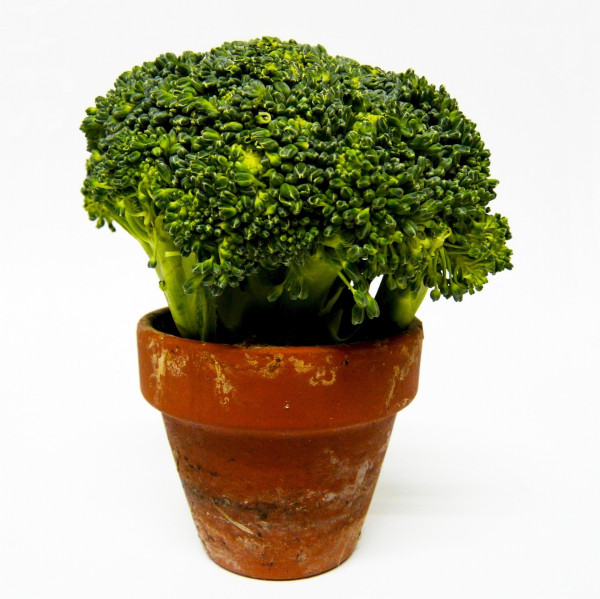 broccoli-315593_1920