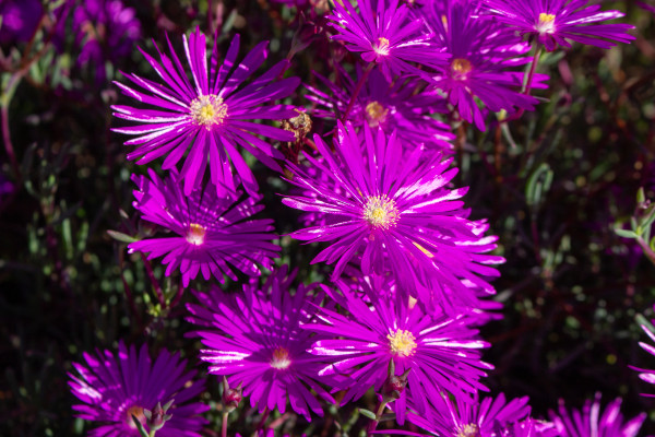 2400-a-background-with-purple-flowers