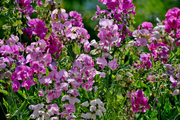 sweet-peas-4339472_1920