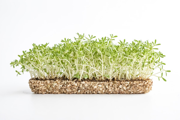 2400-fresh-cress-sprouts