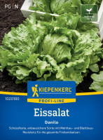 Kiepenkerl Eissalat Danilo