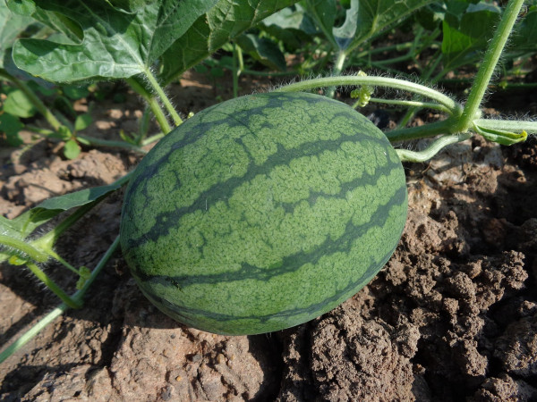 watermelon-551235_1280