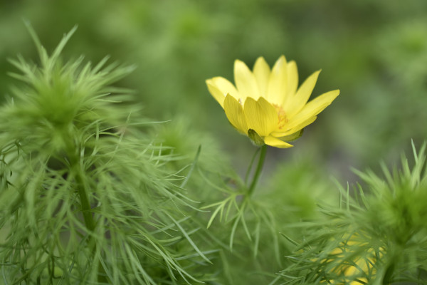 2400-spring-adonis-or-mountain-flower-adonis-vernalis-is-a-perennial-herbaceous-plant