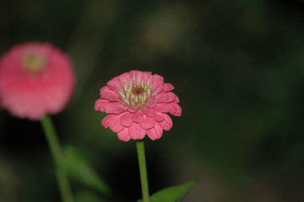 zinnias-3671930_1280