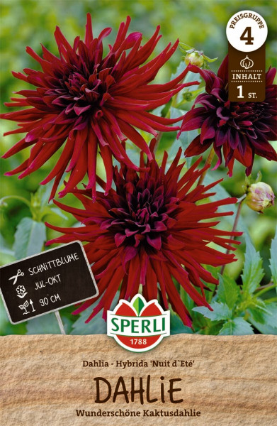 Produktbild von Sperli Dahlie Nuit dEte mit einer roten Kaktusdahlie im Detail auf grünem Hintergrund und einer Verpackung mit Hinweisen zur Sorte, Blütezeit und Wuchshöhe.