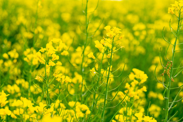 2400-spring-flowering-rapeseed-crop-field